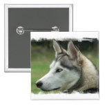 Alaskan Husky Square Pin