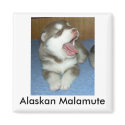 Alaskan Malamute, Alaskan Malamute magnets