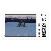 Alaskan Malamute and Mt. McKinley postage