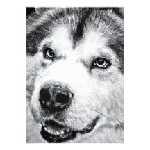 ALASKAN MALAMUTE ANNOUNCEMENTS