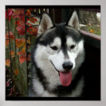 Alaskan Malamute Dog 3 Posters