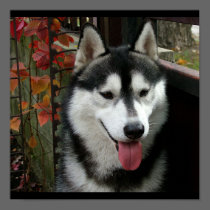 Alaskan Malamute Dog 3 Posters