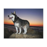 Alaskan Malamute Dog at Sunset Post Cards