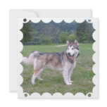 Alaskan Malamute Dog Invitation