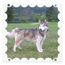 Alaskan Malamute Dog Invitation