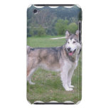 Alaskan Malamute Dog iTouch Case Barely There Ipod Case