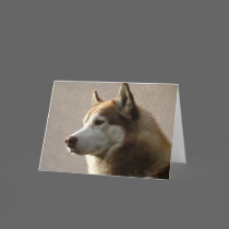 Alaskan Malamute Dog Photograph Greeting Cards