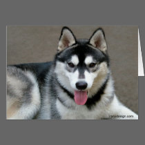 Alaskan Malamute Dog Photograph Card