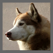 Alaskan Malamute Dog Photograph Print