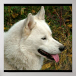 Alaskan Malamute Dog Photograph Poster