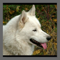Alaskan Malamute Dog Photograph Poster