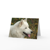 Alaskan Malamute Dogs cards
