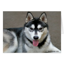 Alaskan Malamute Dogs Cards