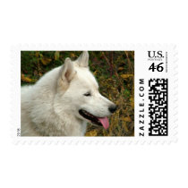 Alaskan Malamute Dogs postage by ironydesignphotos Alaskan Malamute Dogs postage