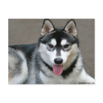 Alaskan Malamute Dogs postcards