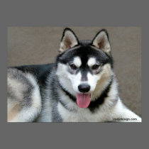 Alaskan Malamute Dogs