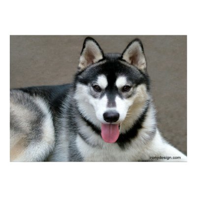 Alaskan Malamute Dogs Poster by ironydesignphotos