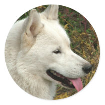 Alaskan Malamute Dogs Round Stickers