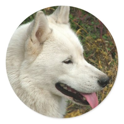 Alaskan Malamute Dogs Round Stickers by ironydesignphotos