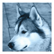 Alaskan Malamute Invitation