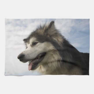 Alaskan malamute kitchen towels