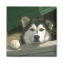 Alaskan Malamute Magnet