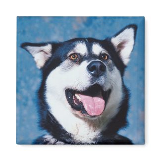 Alaskan Malamute Magnet magnet