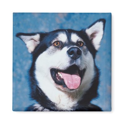 Alaskan Malamute Magnet by jasminesphotography