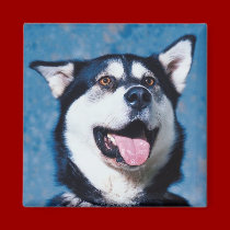 Alaskan Malamute Magnet by jasminesphotography Alaskan Malamute Magnet