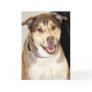 Alaskan Malamute Mix Photo Card