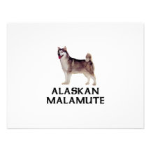 Alaskan Malamute Personalized Announcement