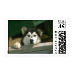 Alaskan Malamute Postage Stamp (MEDIUM)