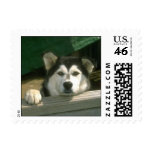 Alaskan Malamute Postage Stamp (SMALL)