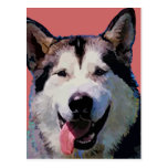 Alaskan Malamute Postcard