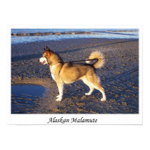 Alaskan Malamute posters