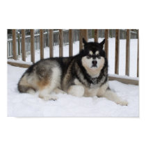 Alaskan Malamute posters