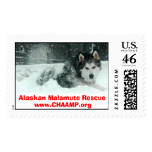 Alaskan Malamute Rescue Postage Stamp