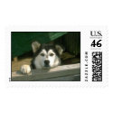 Alaskan Malamute Stamp (LARGE)