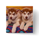 Alaskan Malamutes Button