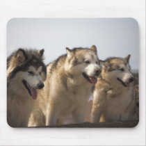 Alaskan Malamutes Mouse mats.