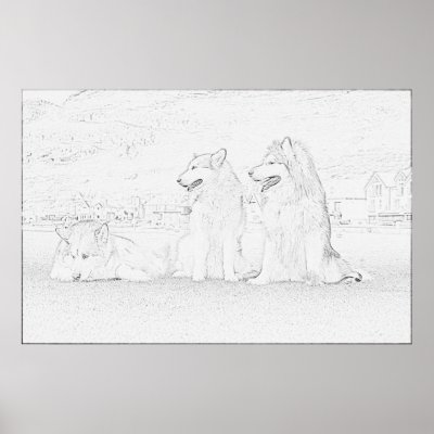 Alaskan Malamutes Poster by ccrcats