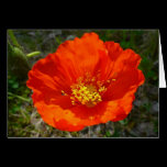 Alaskan Red Poppy Card