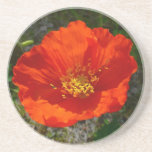 Alaskan Red Poppy Coaster