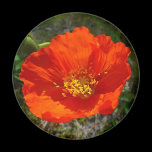 Alaskan Red Poppy Magnet