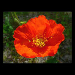Alaskan Red Poppy Photo Print