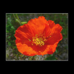 Alaskan Red Poppy Postcard