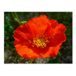 Alaskan Red Poppy Postcard