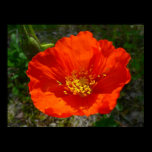 Alaskan Red Poppy Print