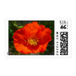 Alaskan Red Poppy Stamp