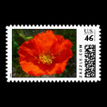Alaskan Red Poppy Stamp